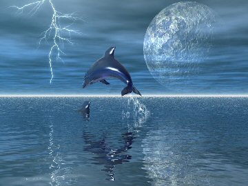 dauphin reflet