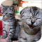 chat rire