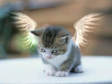 petit chat ange